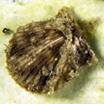 Pectinidae 02